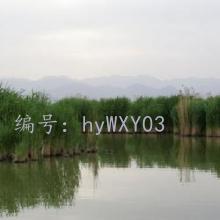 ḻ