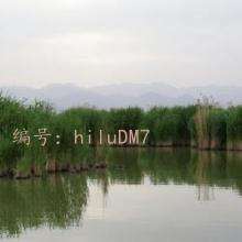 °