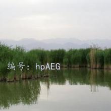ḻ